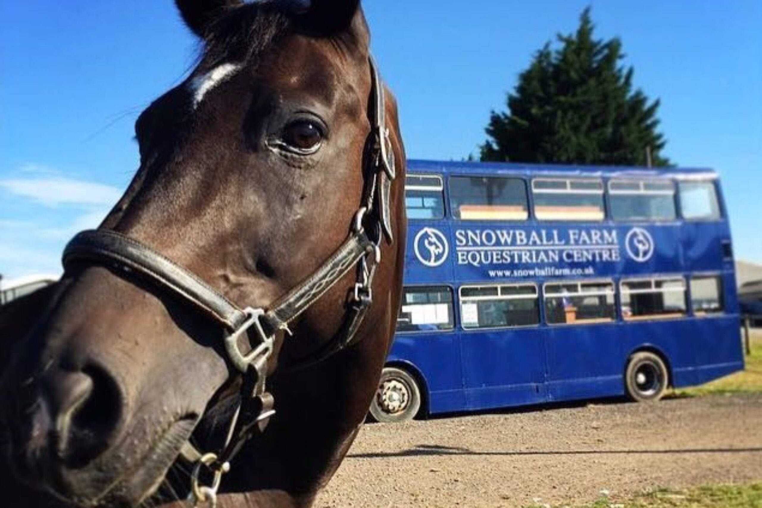 Snowball Farm Equestrian Centre